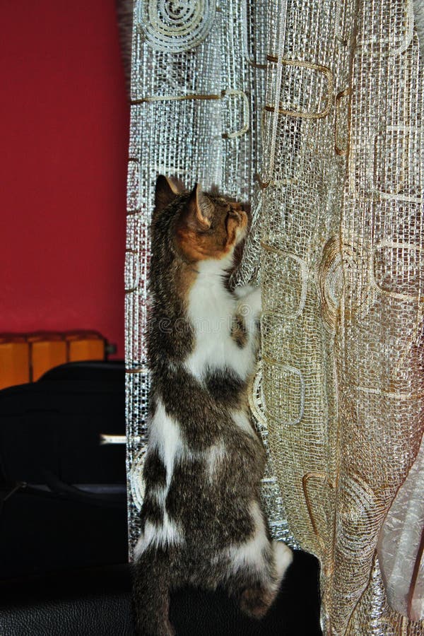 The Europese Shorthair, riep the Europeanin Fife en WCF is kat a breed het voortkomen in Europa stock afbeeldingen The Europese Shorthair, riep the Europeanin Fife en WCF is kat a breed het voortkomen in Europa stock afbeeldingen